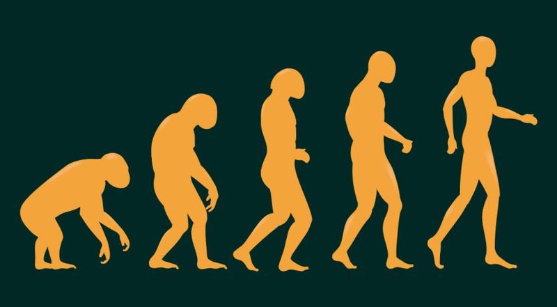 The Evolution And History Of The Duck