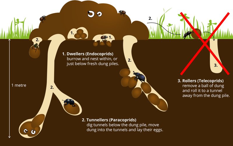 The Evolution And History Of The Dung Beetle
