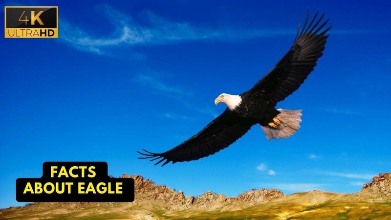 The Evolution And History Of The Eagle
