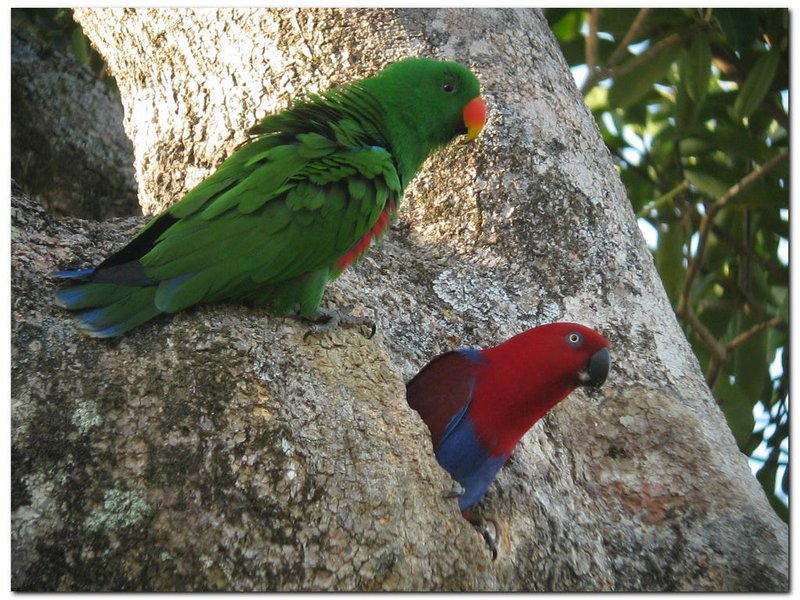 The Evolution And History Of The Eclectus Parrot