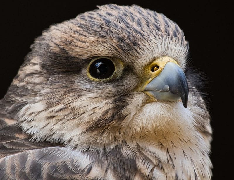The Evolution And History Of The Falcon