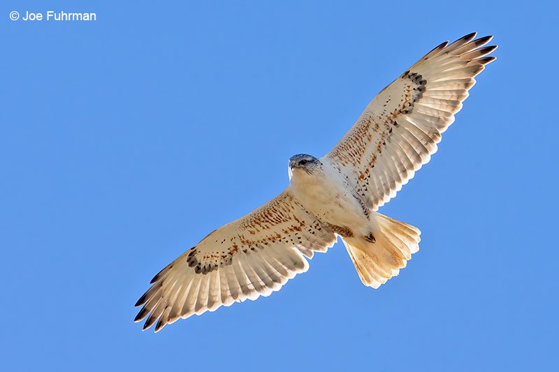 The Evolution And History Of The Ferruginous Hawk