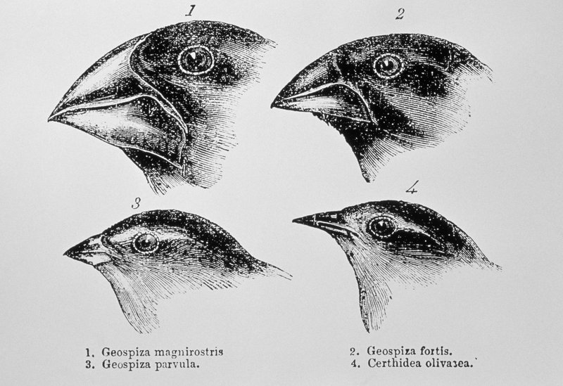 The Evolution And History Of The Finch