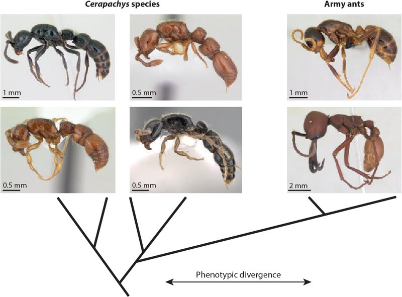 The Evolution And History Of The Fire Ant