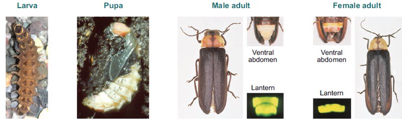 The Evolution And History Of The Firefly