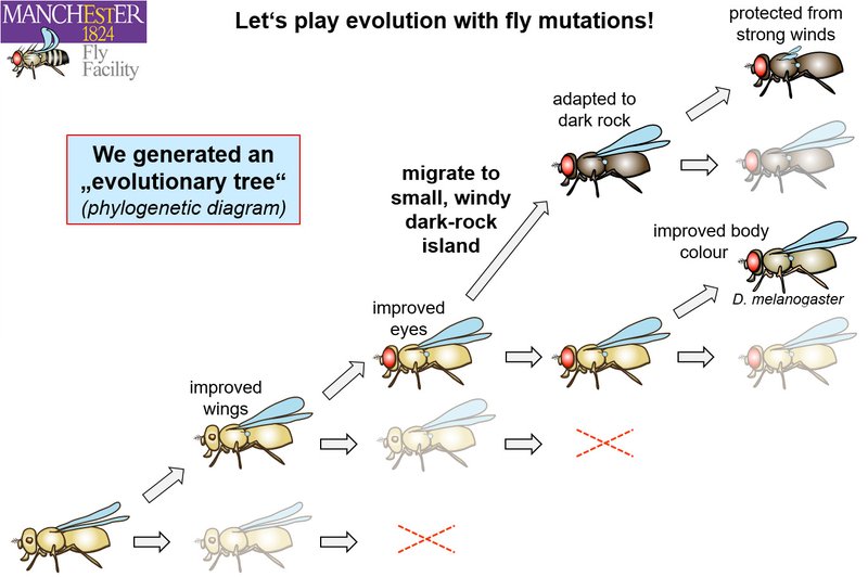 The Evolution And History Of The Fruit Fly