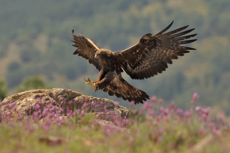 The Evolution And History Of The Golden Eagle