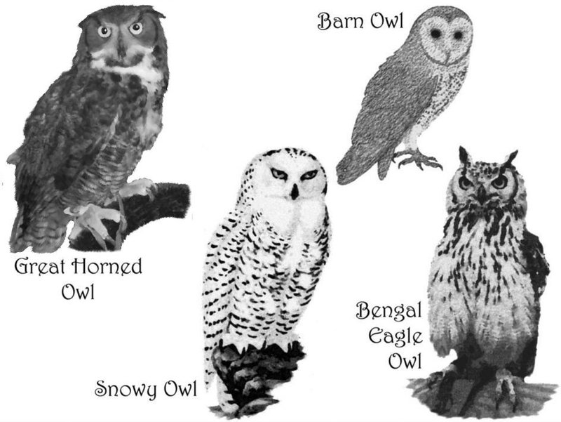 The Evolution And History Of The Great Horned Owl