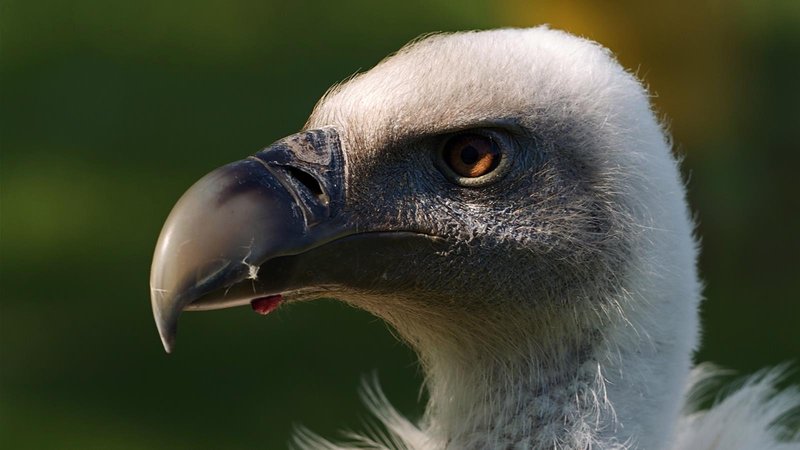 The Evolution And History Of The Griffon Vulture