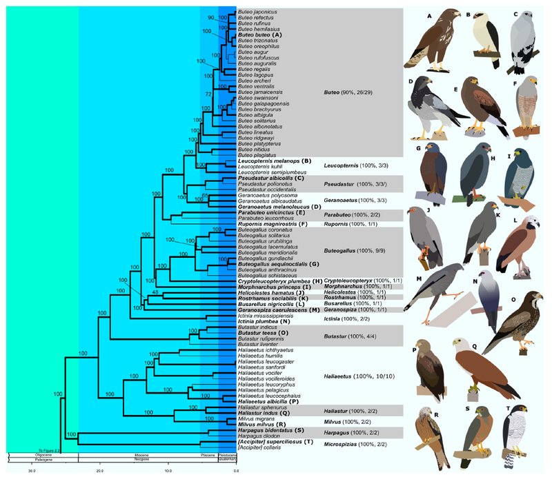 The Evolution And History Of The Hawk