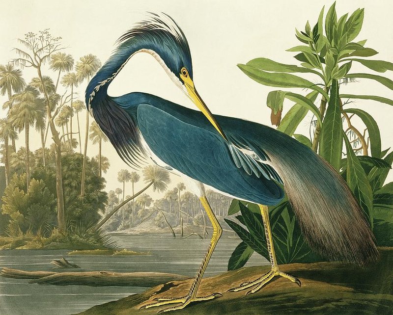 The Evolution And History Of The Heron