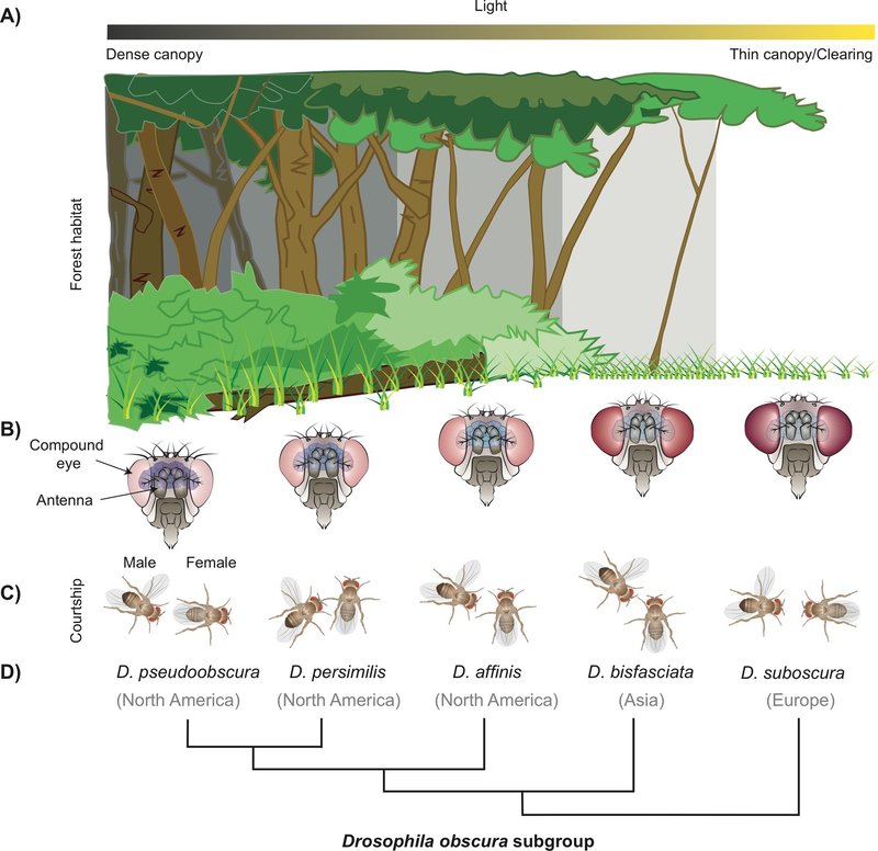 The Evolution And History Of The Housefly