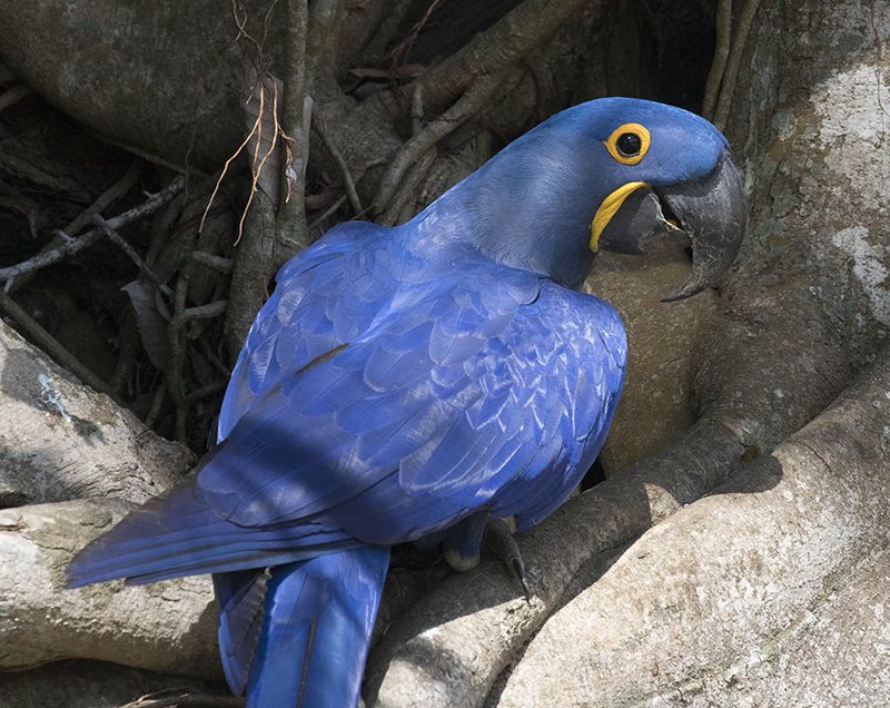 The Evolution And History Of The Hyacinth Macaw