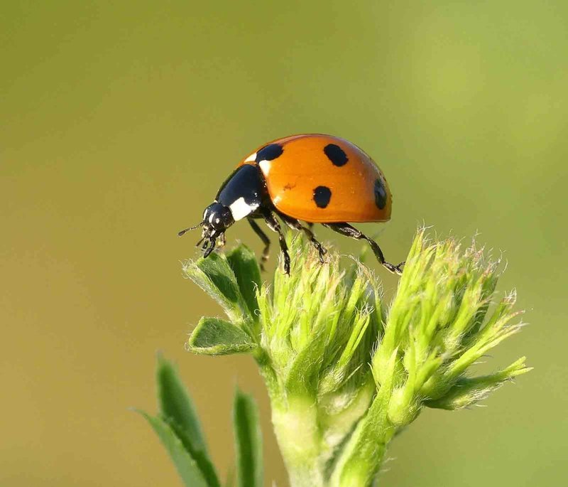 The Evolution And History Of The Ladybug