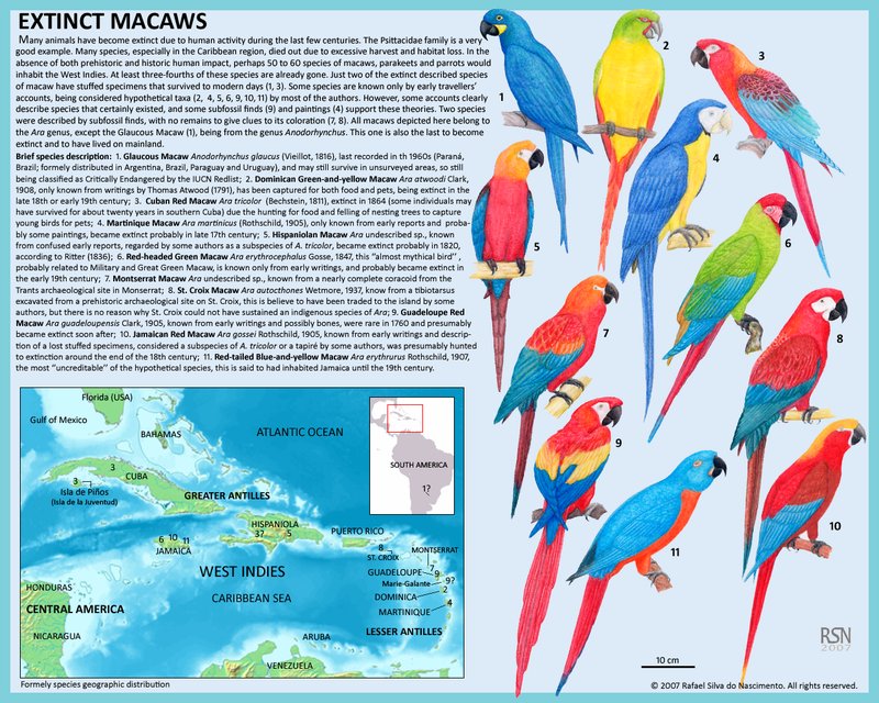 The Evolution And History Of The Macaw