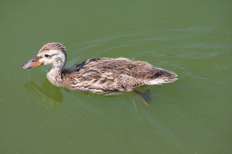 The Evolution And History Of The Mallard