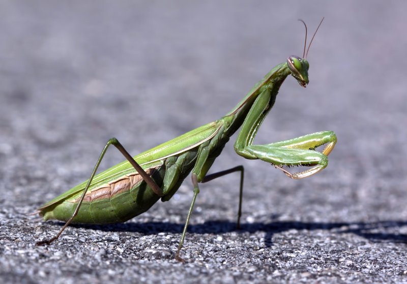 The Evolution And History Of The Mantid