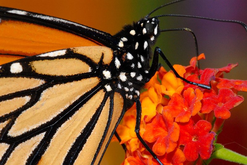 The Evolution And History Of The Monarch Butterfly