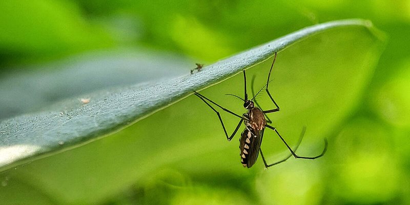 The Evolution And History Of The Mosquito