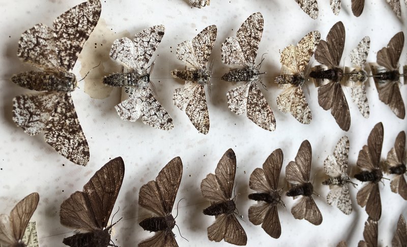 The Evolution And History Of The Moth