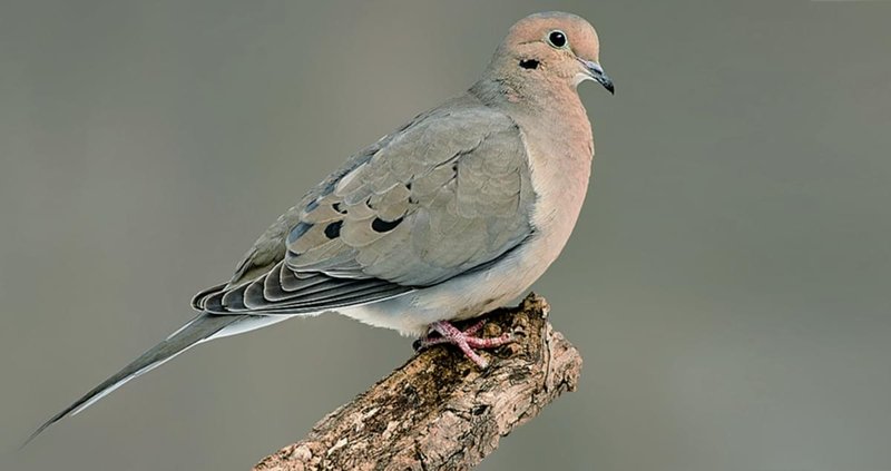 The Evolution And History Of The Mourning Dove