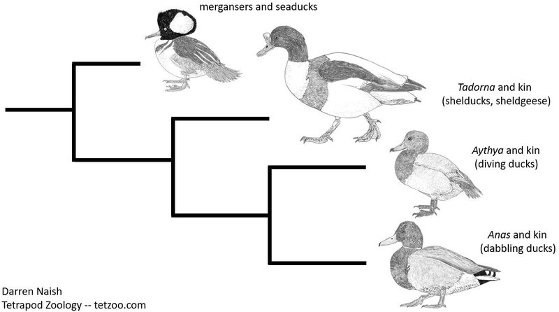 The Evolution And History Of The Muscovy Duck
