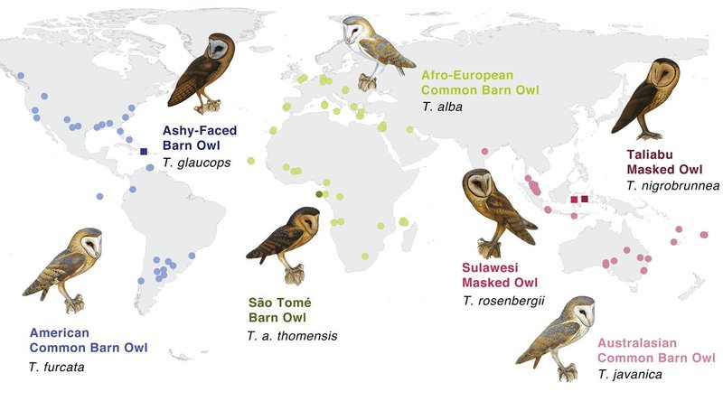 The Evolution And History Of The Owl