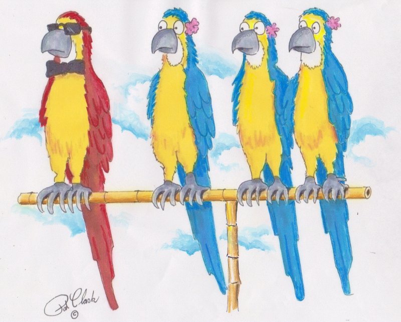 The Evolution And History Of The Parrot