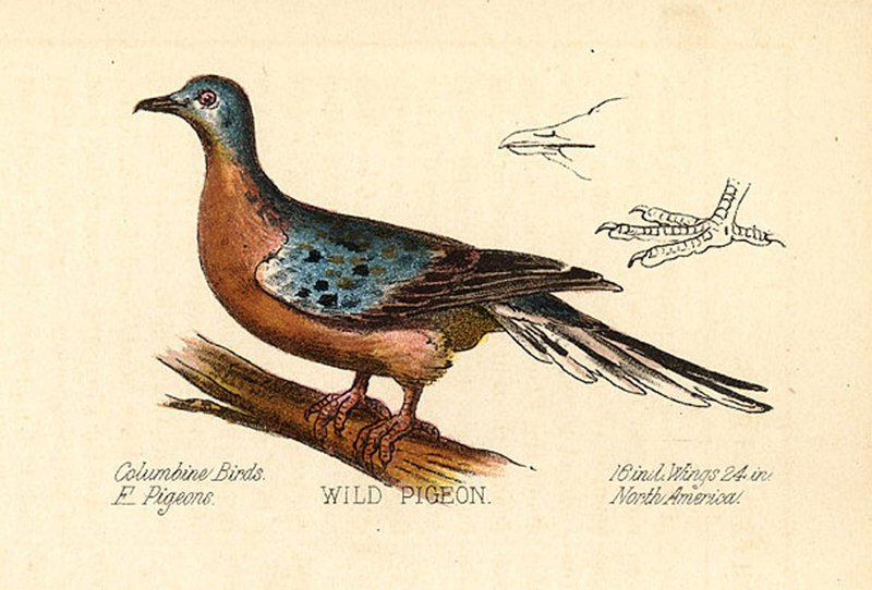 The Evolution And History Of The Passenger Pigeon