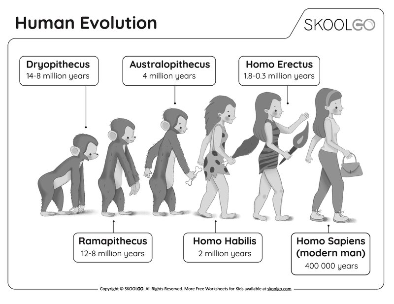The Evolution And History Of The Peacock
