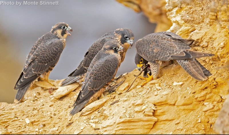 The Evolution And History Of The Peregrine Falcon