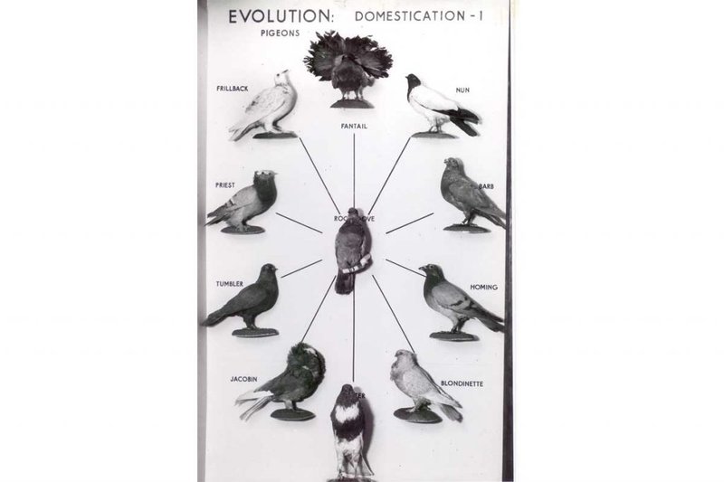 The Evolution And History Of The Pigeon