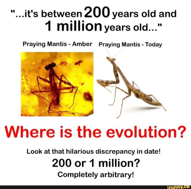 The Evolution And History Of The Praying Mantis