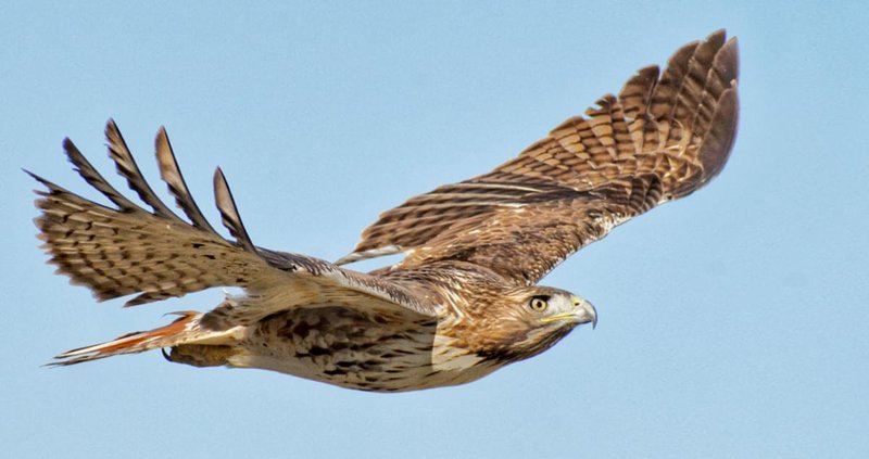 The Evolution And History Of The Red-Tailed Hawk