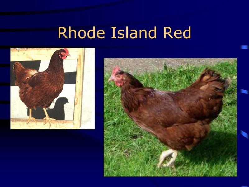 The Evolution And History Of The Rhode Island Red