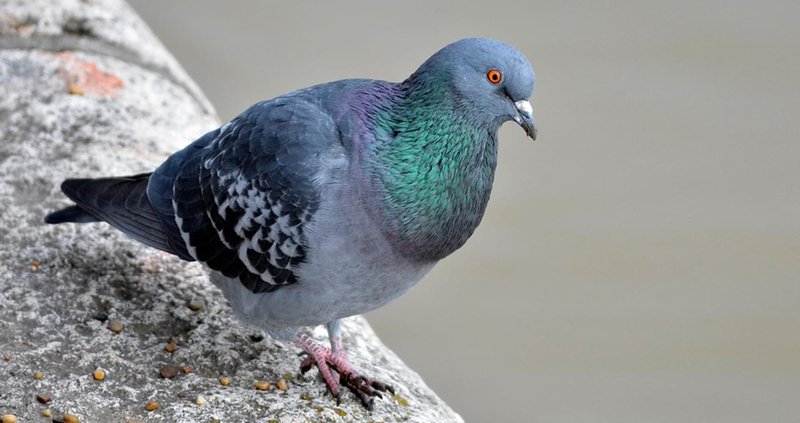 The Evolution And History Of The Rock Pigeon