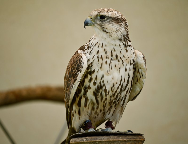 The Evolution And History Of The Saker Falcon