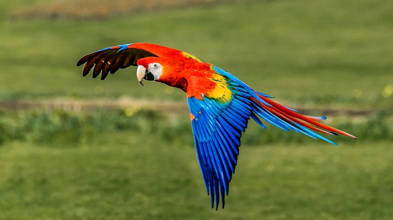 The Evolution And History Of The Scarlet Macaw