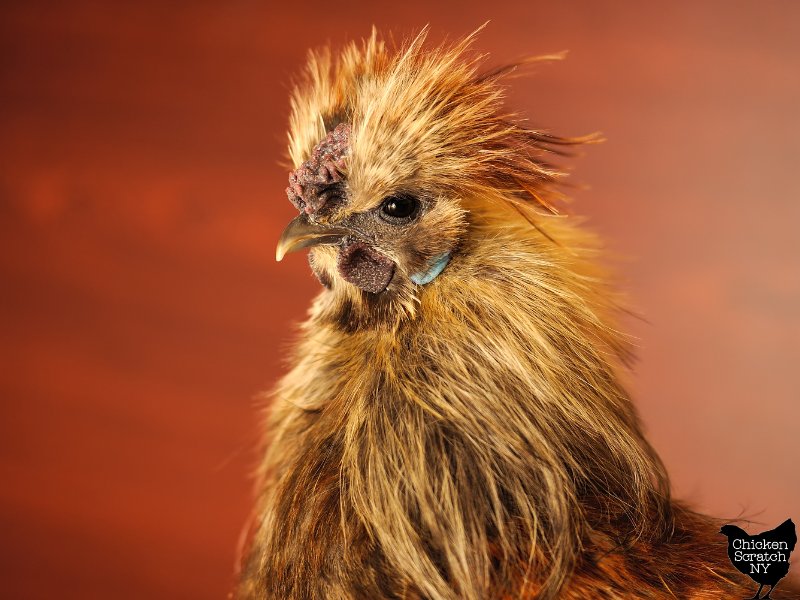 The Evolution And History Of The Silkie