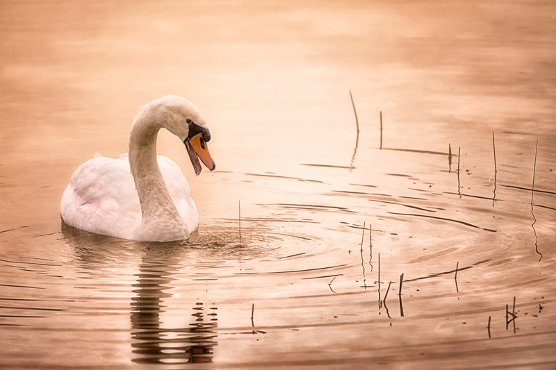 The Evolution And History Of The Swan