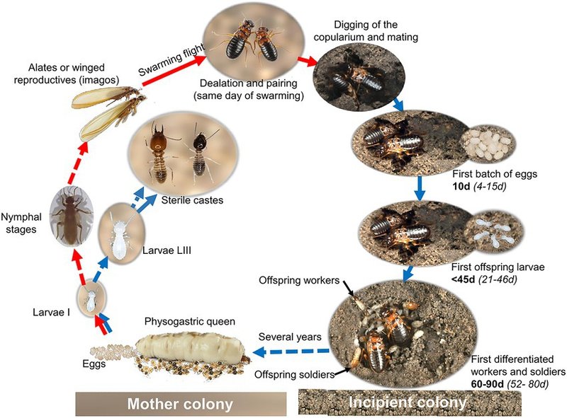 The Evolution And History Of The Termite