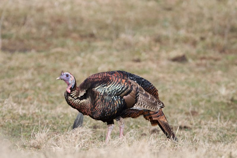 The Evolution And History Of The Turkey