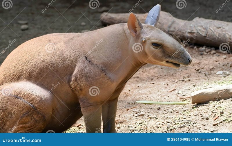 The Evolutionary History Of The Aardvark