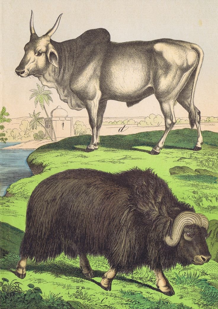 The Evolutionary History Of The African Buffalo