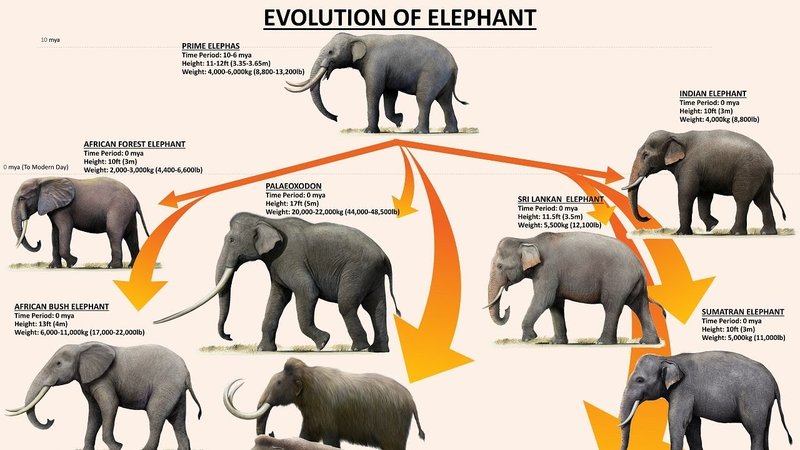 The Evolutionary History Of The African Forest Elephant