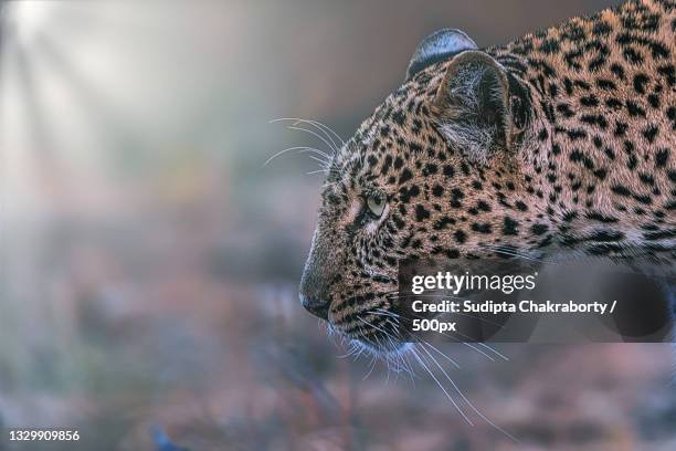 The Evolutionary History Of The African Leopard
