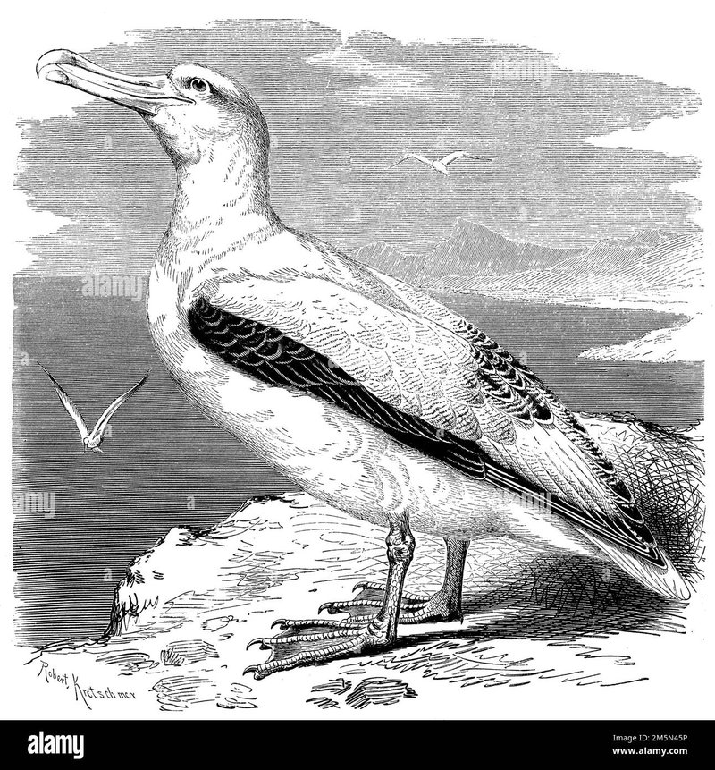 The Evolutionary History Of The Albatross