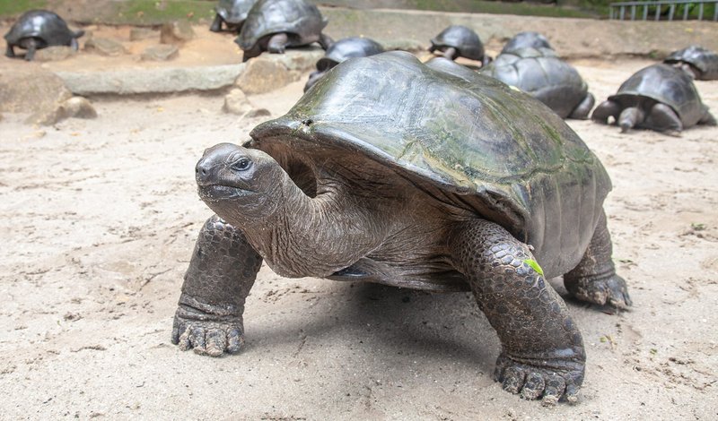 The Evolutionary History Of The Aldabra Giant Tortoise