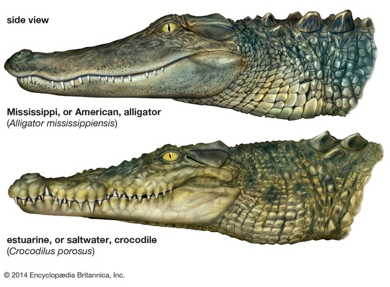 The Evolutionary History Of The Alligator
