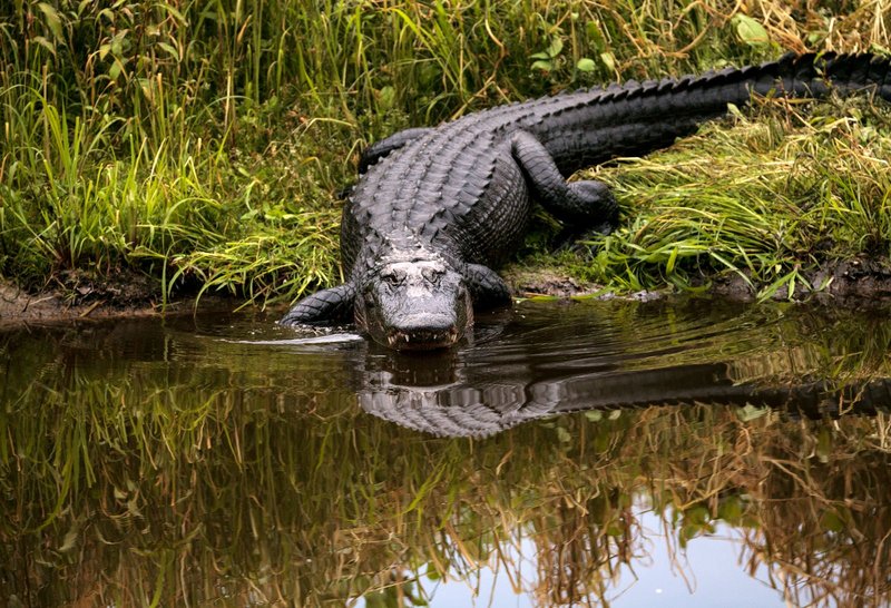 The Evolutionary History Of The American Alligator